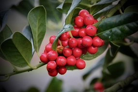 挂在枝头的红色浆果摄影图片